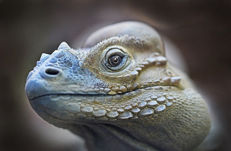 Iguana 3